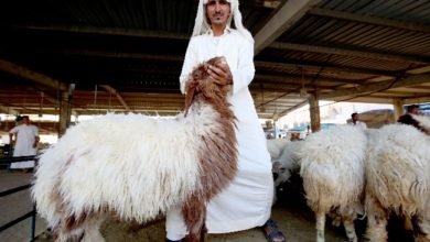 الجمعية إنها ستستصدر أمرًا قضائيًا يمنع وصول شحنة تتكون من عشرات الآلاف من الأغنام
