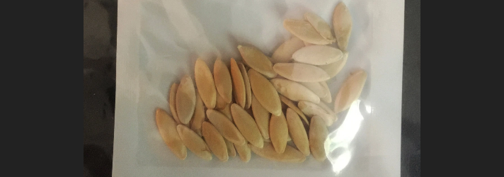 بذور نباتات وجودت في طرود غامضة اثارت نظرية المؤامرة