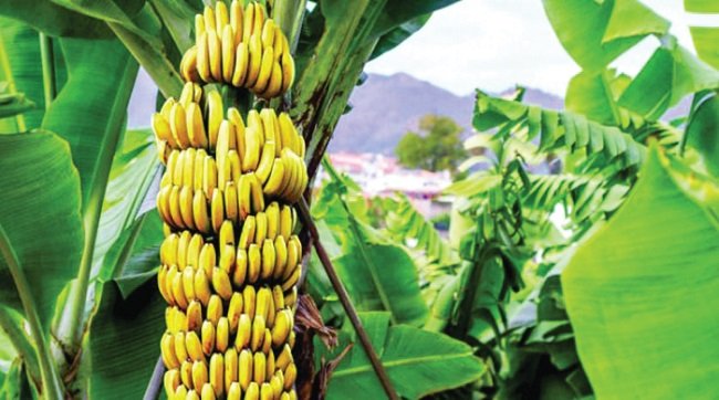 زراعة الموز تنتشر في عدد من محافظات عمان وتتميز بعدة أصناف