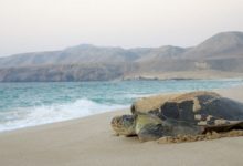 تعتبر محمية السلاحف في رأس الحد واحدة من أهم ثلاث محميات عالمياً