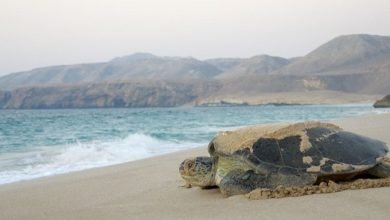 تعتبر محمية السلاحف في رأس الحد واحدة من أهم ثلاث محميات عالمياً