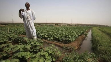 ملء سد النهضة يهدد نصف سكان السودان