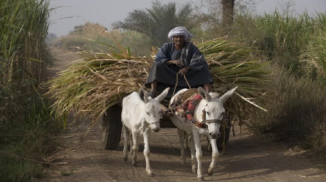 صعيد مصر الفقير.