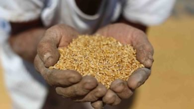 آلاف الأطنان من حبوب القمح من أمريكا للسودان