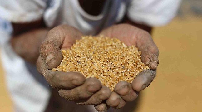 آلاف الأطنان من حبوب القمح من أمريكا للسودان