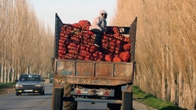 الفاكهة اللبنانية لا تجد طريقها للتصدير نحو أهم أسواقها