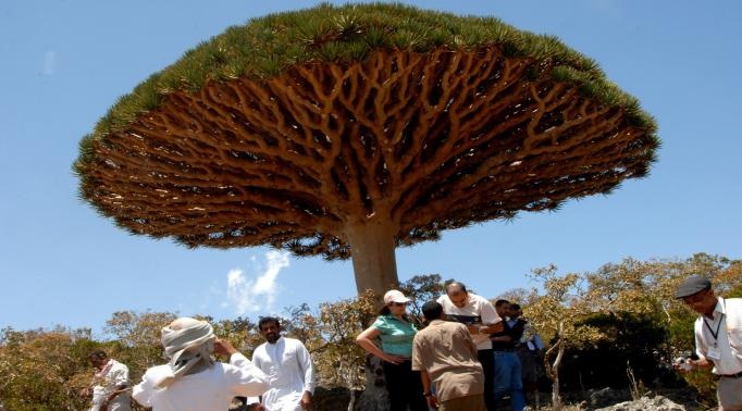 جزيرة سقطرى