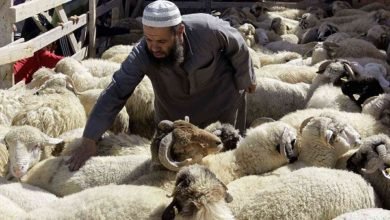 الأنعام