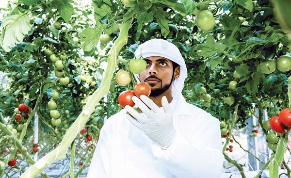 الأمن الغذائي في الإمارات