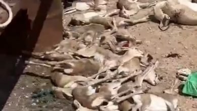 مقتل الغزلان في قطر