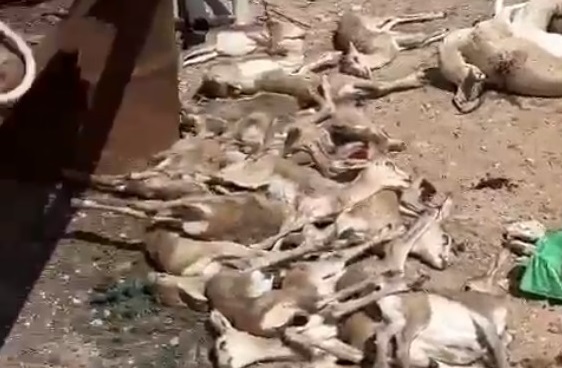 مقتل الغزلان في قطر