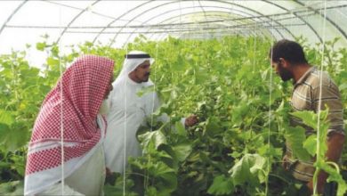 الزراعة بالصرف الصحي