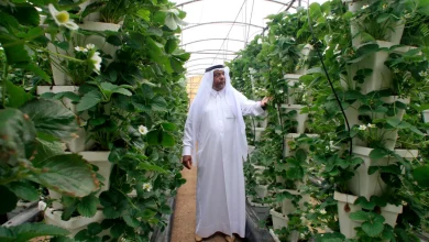 تحديات الأمن الغذائي