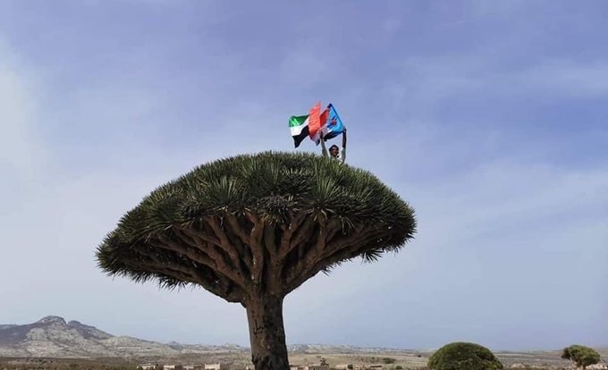 نباتات سقطرى